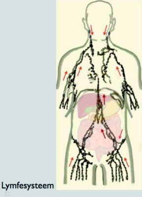 lymfesysteem